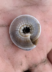 Architectonica nobilis