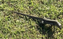 Pholidoscelis exsul