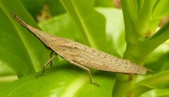 Atractomorpha similis