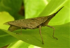 Atractomorpha similis