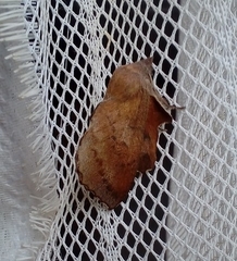 Phyllodesma tremulifolia