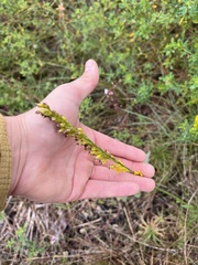 Solidago virgata
