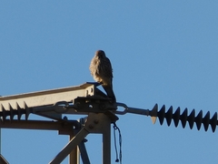 Falco tinnunculus tinnunculus