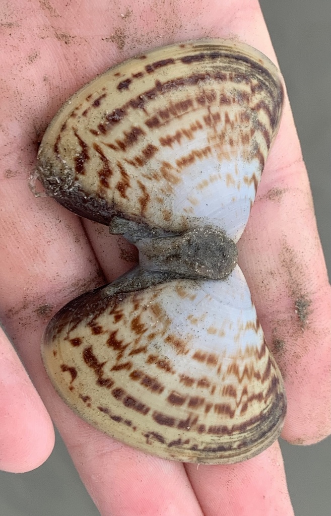 Tivela planulata