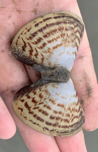 Tivela planulata