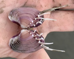 Hysteroconcha lupanaria