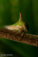 Umbonia