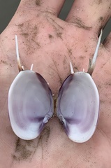 Hysteroconcha lupanaria