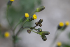 Senecio mohavensis
