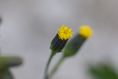 Senecio mohavensis