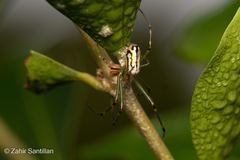 Leucauge argyrobapta