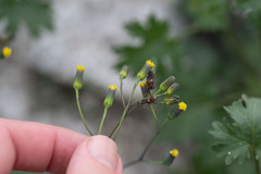 Senecio mohavensis