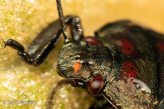 Erythraeoidea