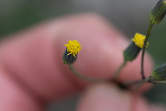 Senecio mohavensis