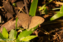 Cissia
