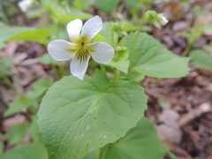 Viola canadensis
