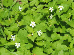 Viola canadensis