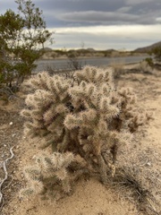 Cylindropuntia echinocarpa