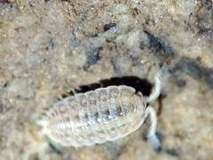 Lucasius pallidus