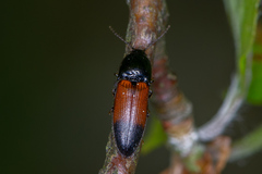 Ampedus balteatus