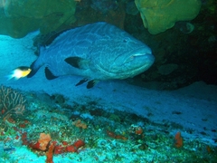 Mycteroperca bonaci