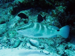 Epinephelus striatus
