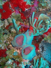 Callyspongia plicifera