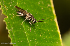 Cyphomyia