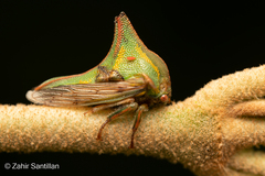 Umbonia
