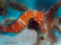 Hippocampus reidi