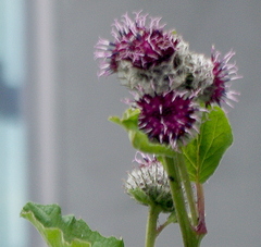 Arctium tomentosum