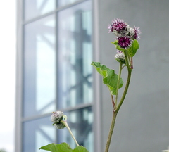 Arctium tomentosum