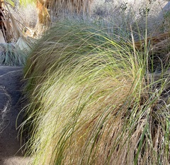 Muhlenbergia rigens