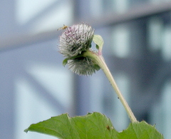 Arctium tomentosum
