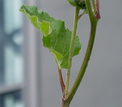 Arctium tomentosum