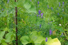 Vicia cracca