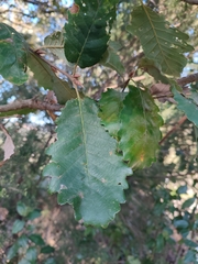 Quercus canariensis