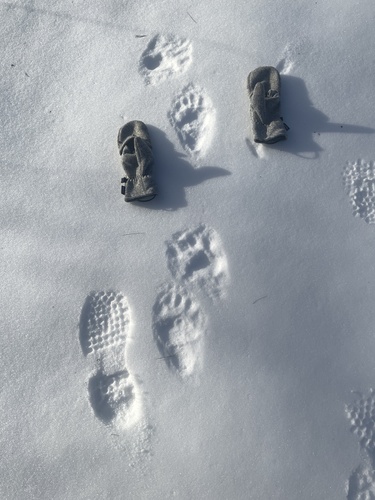 Black Bear Tracks – NatureTracking