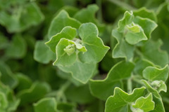 Mirabilis tenuiloba