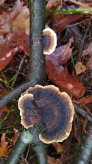 Trametes versicolor
