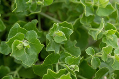 Mirabilis tenuiloba