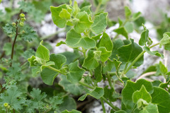 Mirabilis tenuiloba