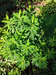 Euphorbia paniculata monchiquensis