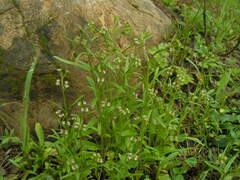 Valerianella