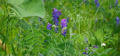 Vicia cracca