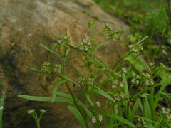 Valerianella