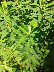 Euphorbia paniculata monchiquensis