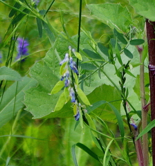 Vicia cracca