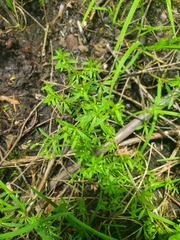 Galium tinctorium