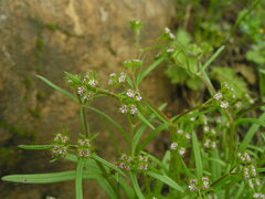 Valerianella